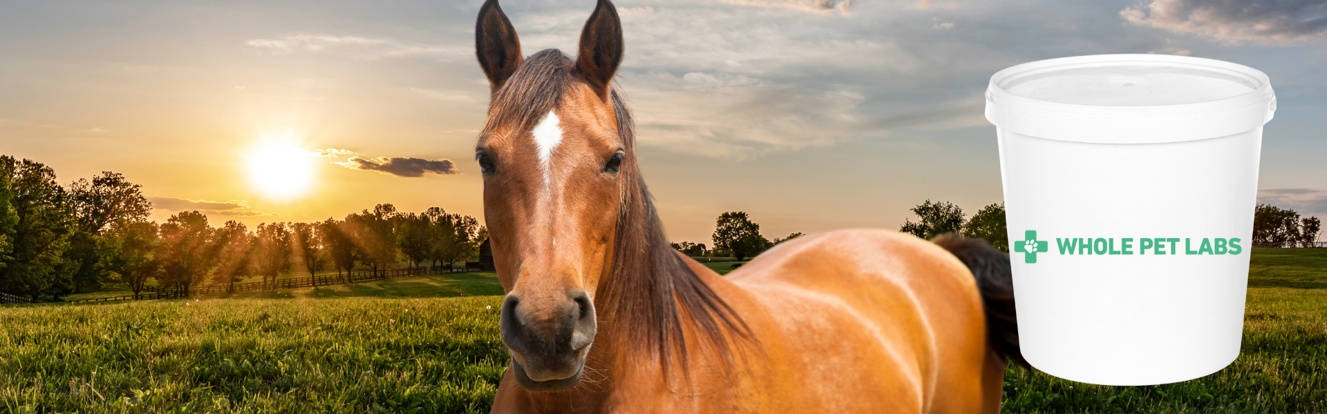 Custom Horse Supplements Whole Pet Labs